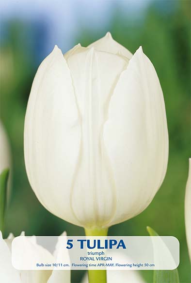 Tulip Royal Virgin 5-pakning